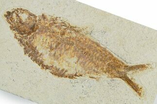 Detailed Fossil Fish (Knightia alta) - Wyoming #357660