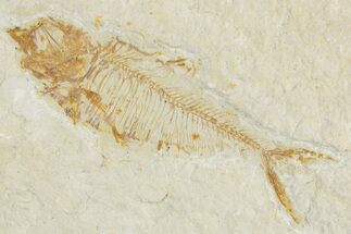Bargain, Detailed Fossil Fish (Diplomystus) - Wyoming #357667
