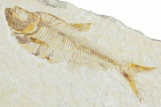 Detailed Fossil Fish (Diplomystus) - Wyoming #357670