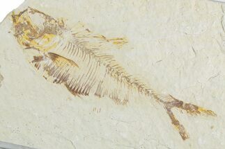 Bargain, Fossil Fish (Diplomystus) - Wyoming #357674