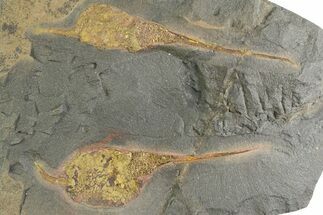 Two Large Ordovician Carpoid Fossils - Ktaoua Formation, Morocco #312757
