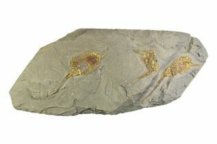 Echinoderms For Sale