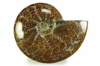 Polished, Agatized Ammonite (Cleoniceras) - Madagascar #328395