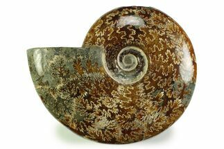 Polished, Agatized Ammonite (Cleoniceras?) - Madagascar #328402