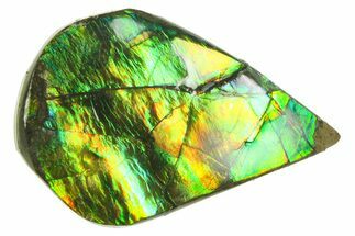 Iridescent Ammolite (Fossil Ammonite Shell) - Alberta #357501