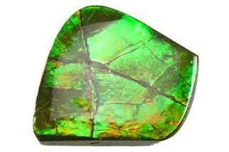 Iridescent Ammolite (Fossil Ammonite Shell) - Alberta #357503