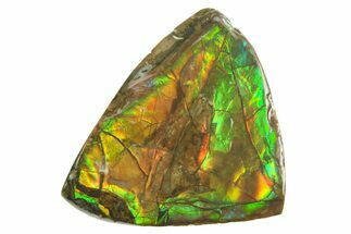 Iridescent Ammolite (Fossil Ammonite Shell) - Alberta #357505