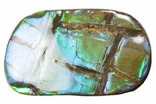 Iridescent Ammolite (Fossil Ammonite Shell) - Alberta #357508