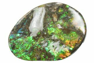 Iridescent Ammolite (Fossil Ammonite Shell) - Alberta #357512