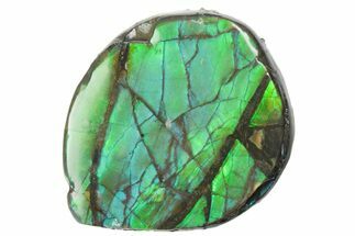 Iridescent Ammolite (Fossil Ammonite Shell) - Alberta #357521