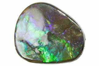 Iridescent Ammolite (Fossil Ammonite Shell) - Alberta #357528