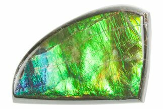 Flashy Ammolite (Fossil Ammonite Shell) - Brilliant Greens #357537