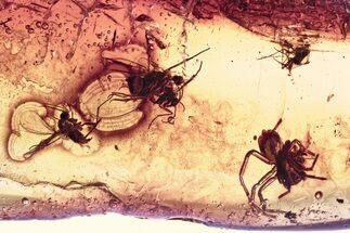 Fossil Long-Legged Fly, Fungus Gnat Swarm, and Spider in Baltic Amber #357702