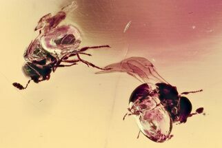 Fossil Parasitoid Wasps (Scelionidae) in Baltic Amber #357720