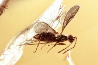 Rare Fossil Micro Fairy Wasp In Baltic Amber #357727
