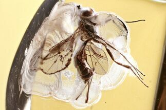 Detailed Fossil Parasitoid Wasp (Braconidae) in Baltic Amber #357736