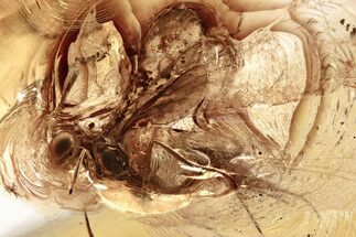 Detailed Fossil Ichneumon Wasp (Ichneumonidae) In Baltic Amber #357747