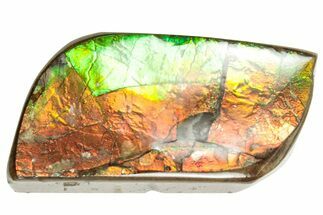 Iridescent Ammolite (Fossil Ammonite Shell) - Alberta #357393