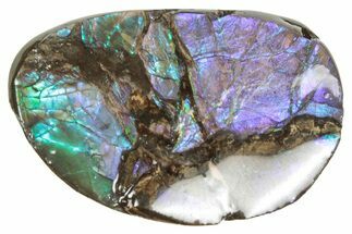 Iridescent Ammolite (Fossil Ammonite Shell) - Alberta #357398