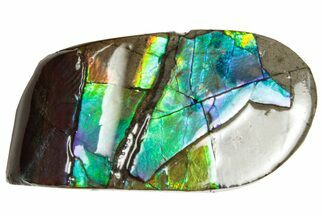 Iridescent Ammolite (Fossil Ammonite Shell) - Alberta #357401