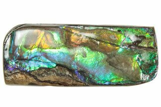 Iridescent Ammolite (Fossil Ammonite Shell) - Alberta #357405