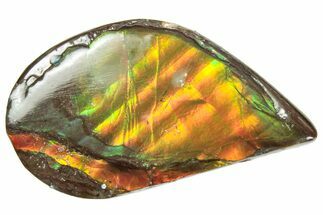 Iridescent Ammolite (Fossil Ammonite Shell) - Alberta #357410