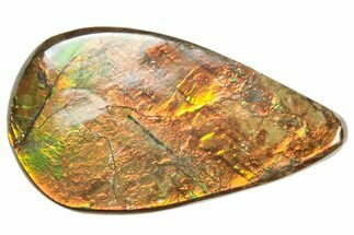 Iridescent Ammolite (Fossil Ammonite Shell) - Alberta #357429