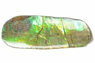Iridescent Ammolite (Fossil Ammonite Shell) - Alberta #357435