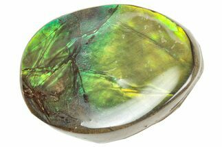 Iridescent Ammolite (Fossil Ammonite Shell) - Alberta #357438