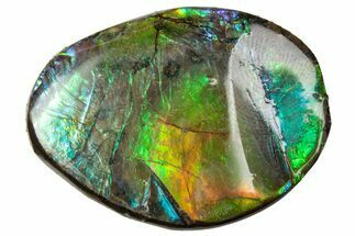 Flashy Ammolite (Fossil Ammonite Shell) - Rainbow Colored #357560