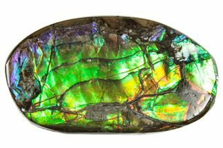 Flashy Ammolite (Fossil Ammonite Shell) - Rainbow Colored #357565