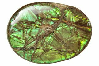 Flashy Ammolite (Fossil Ammonite Shell) - Greens & Yellows #357568