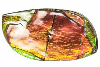 Flashy Ammolite (Fossil Ammonite Shell) - Rainbow Colored #357582