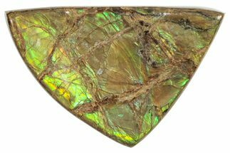 Flashy Ammolite (Fossil Ammonite Shell) - Yellows & Greens #357592