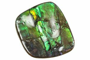 Huge Greenops Widderensis From Arkona (#4682) For Sale - FossilEra.com