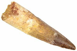 Fossil Spinosaurus Tooth - Real Dinosaur Tooth #357783