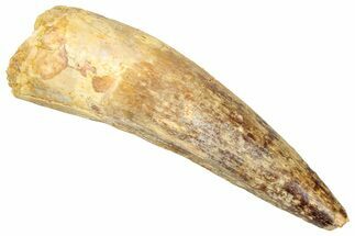 Fossil Spinosaurus Tooth - Real Dinosaur Tooth #357791