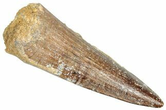Fossil Spinosaurus Tooth - Real Dinosaur Tooth #357794