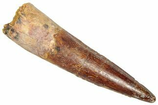 Fossil Spinosaurus Tooth - Real Dinosaur Tooth #357796