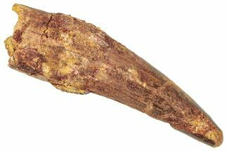 Fossil Spinosaurus Tooth - Feeding Worn Tooth #357803