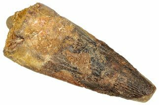 Fossil Spinosaurus Tooth - Feeding Worn Tooth #357811