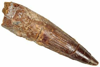 Fossil Spinosaurus Tooth - Real Dinosaur Tooth #357826