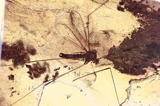 Fossil Crane Fly (Limoniidae) In Baltic Amber #357823