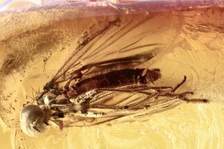 Detailed Fossil Flies (Empididae & Chironomidae) In Baltic Amber #357857