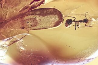 Fossil Ants (Pseudomyrmecinae & Formicidae) Stalactite In Baltic Amber #357869