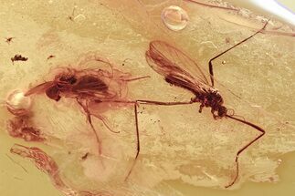 Detailed Fossil Crane Fly and Long-Legged Fly in Baltic Amber #357870