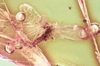 Detailed Fossil Moth Fly (Psychodidae) w/ Spread Wings In Baltic Amber #357883