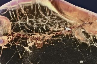 Detailed Fossil Spider Webs w/ Debris In Baltic Amber - Rare! #357887
