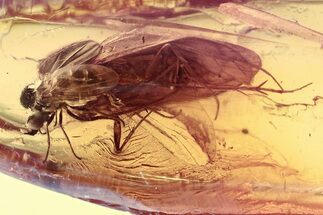 Detailed Fossil Caddisfly and Dagger Fly In Baltic Amber #357889