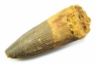 Fossil Spinosaurus Tooth - Real Fossil Tooth #357691